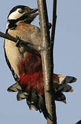 Great Spotted Woodpecker