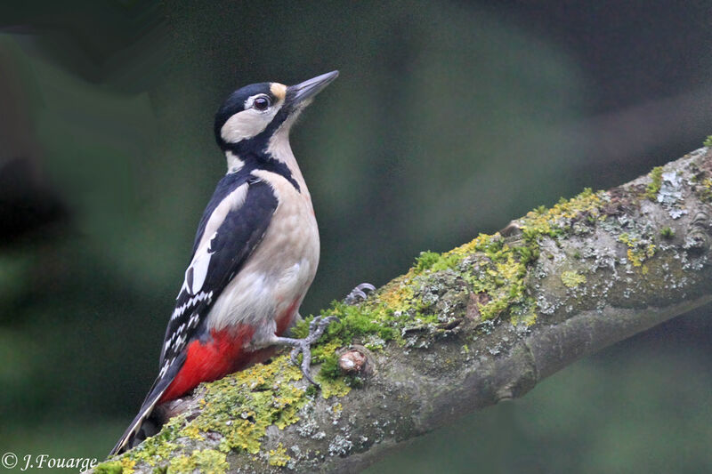 Great Spotted Woodpecker female adult, identification