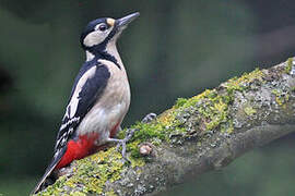 Great Spotted Woodpecker