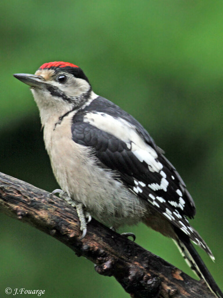 Great Spotted Woodpeckerjuvenile, identification