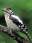 Great Spotted Woodpecker