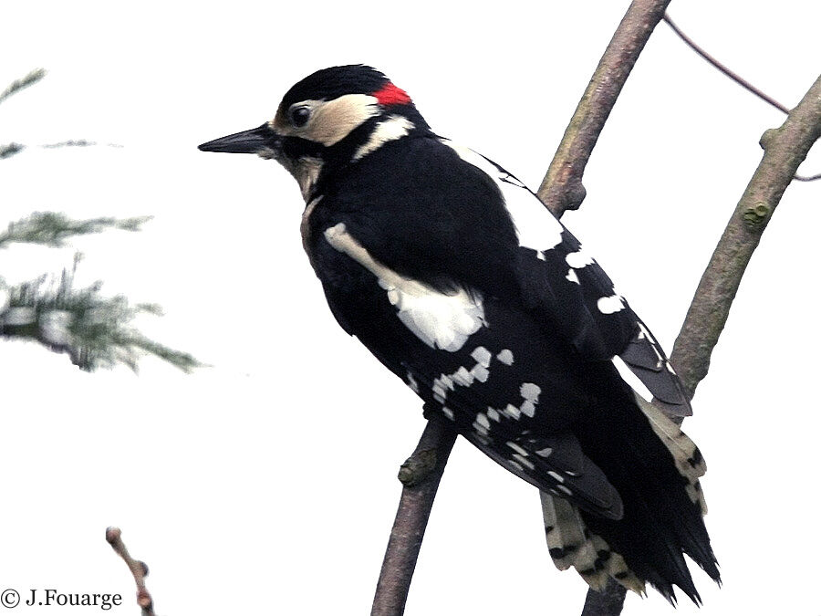 Great Spotted Woodpecker male adult