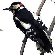 Great Spotted Woodpecker