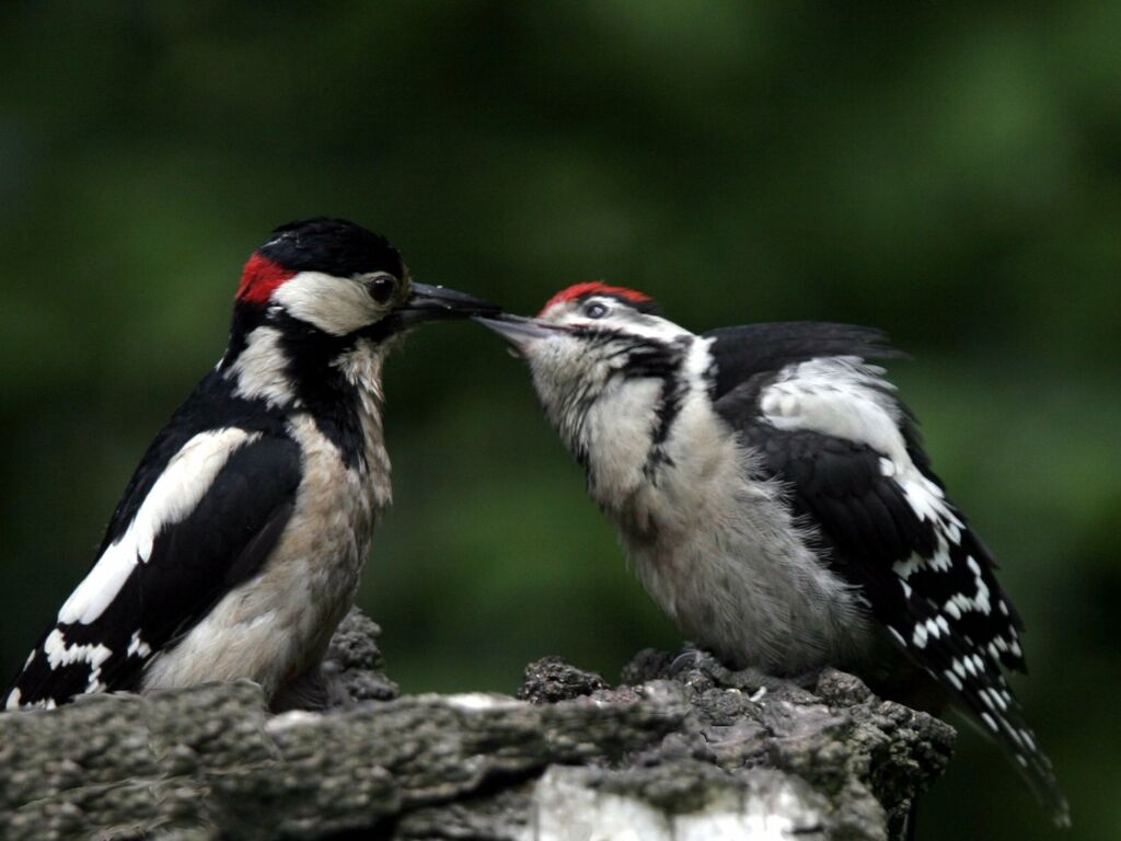 Great Spotted Woodpecker male adult