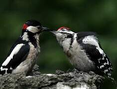 Great Spotted Woodpecker