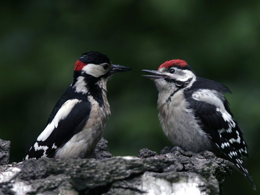 Great Spotted Woodpecker