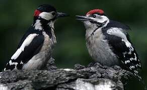 Great Spotted Woodpecker