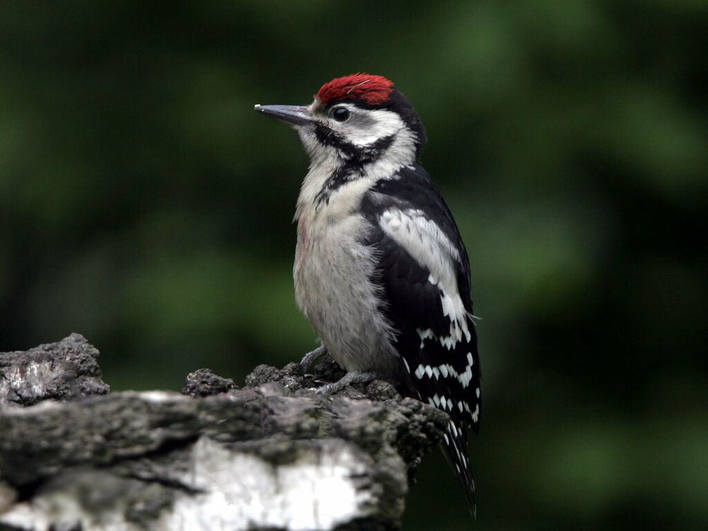 Great Spotted Woodpeckerjuvenile