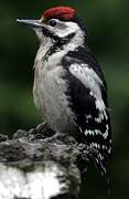 Great Spotted Woodpecker