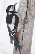 Great Spotted Woodpecker