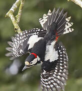 Great Spotted Woodpecker