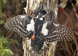 Great Spotted Woodpecker