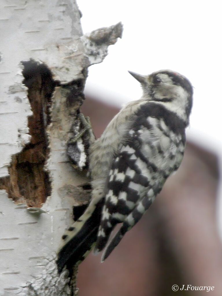 Lesser Spotted Woodpecker male First year