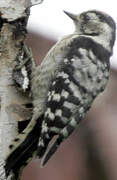 Lesser Spotted Woodpecker