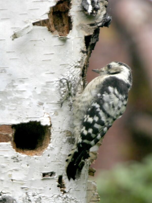 Lesser Spotted Woodpecker male First year