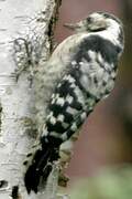 Lesser Spotted Woodpecker