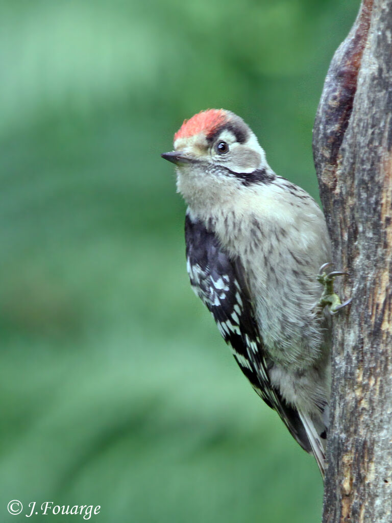 Lesser Spotted Woodpecker male adult, identification