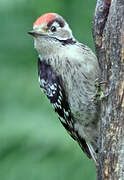 Lesser Spotted Woodpecker