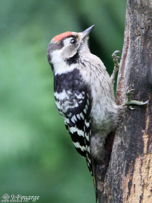 Lesser Spotted Woodpecker male adult, identification