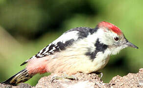 Middle Spotted Woodpecker