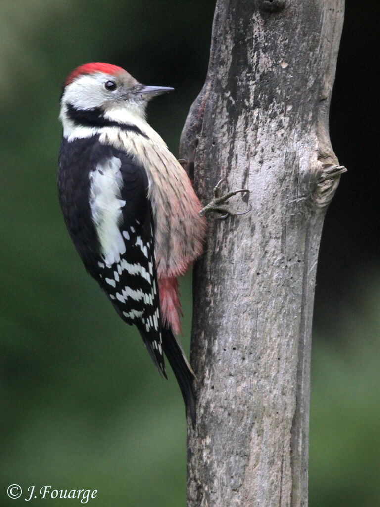 Middle Spotted Woodpecker, identification