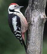 Middle Spotted Woodpecker