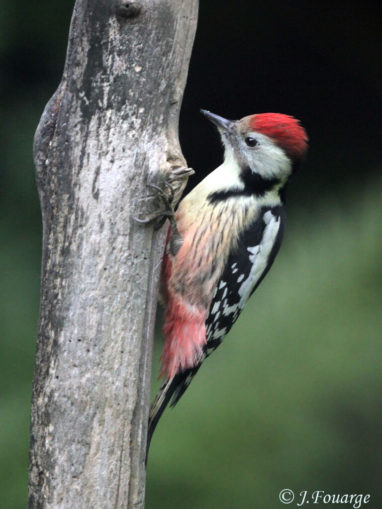 Middle Spotted Woodpecker, identification