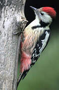 Middle Spotted Woodpecker