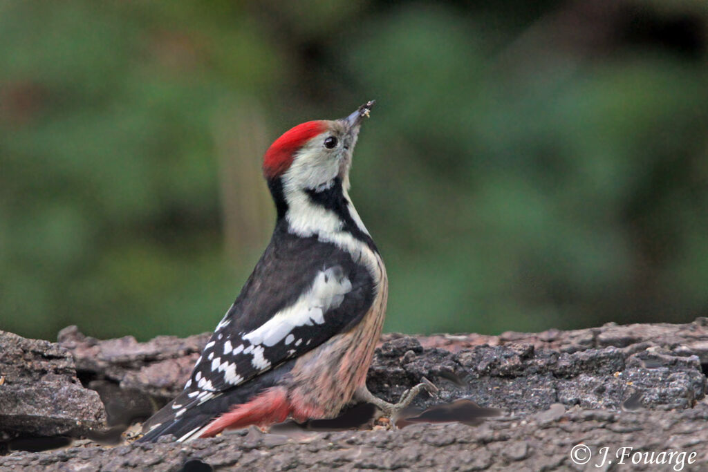 Middle Spotted Woodpecker, identification