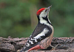 Middle Spotted Woodpecker