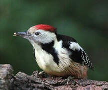 Middle Spotted Woodpecker