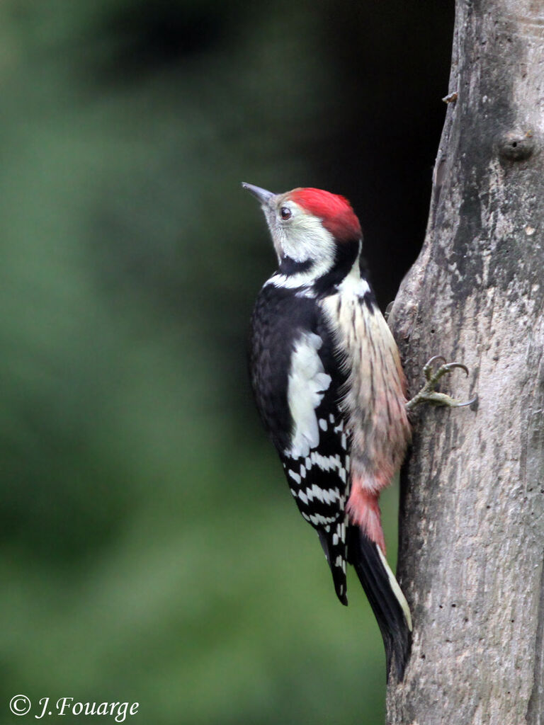 Middle Spotted Woodpecker, identification