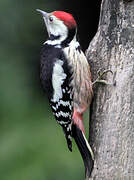 Middle Spotted Woodpecker