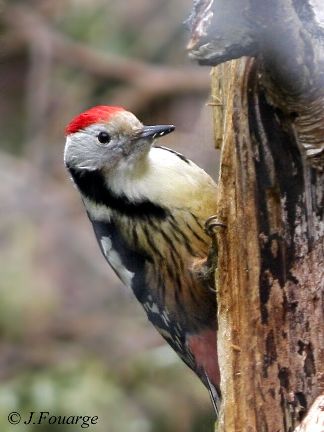 Middle Spotted Woodpecker