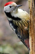 Middle Spotted Woodpecker