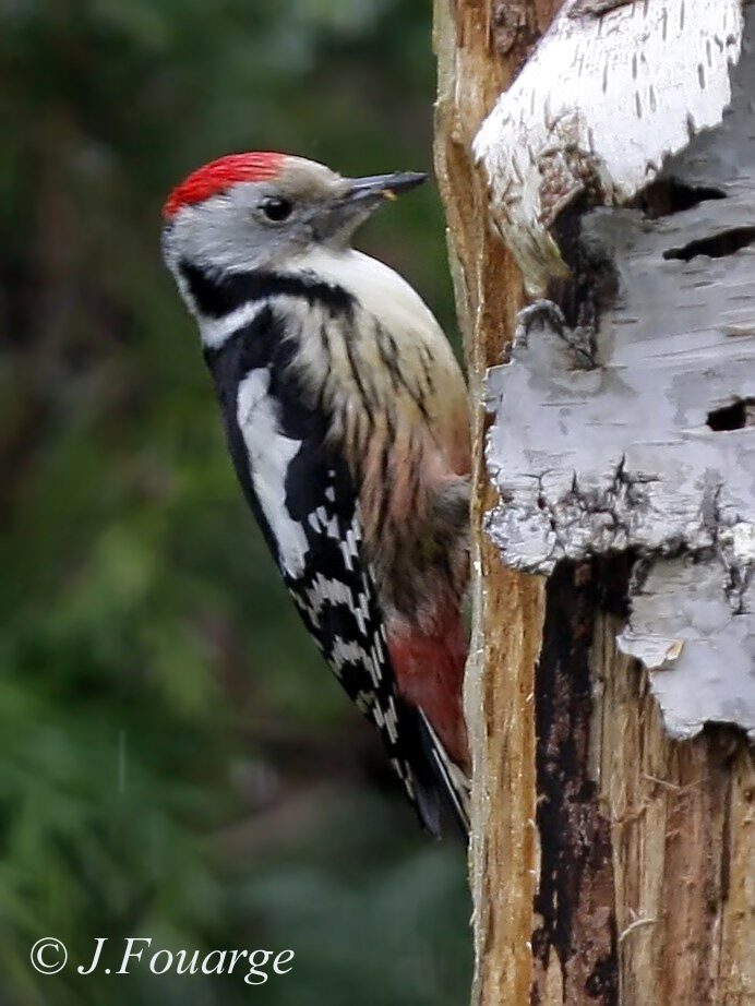 Middle Spotted Woodpecker