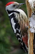 Middle Spotted Woodpecker