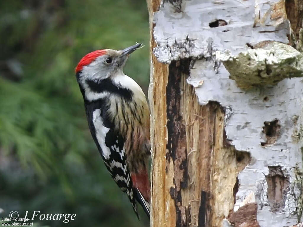 Middle Spotted Woodpecker