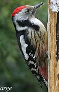 Middle Spotted Woodpecker