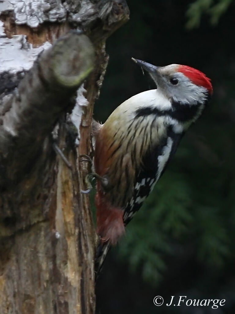 Middle Spotted Woodpecker