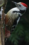 Middle Spotted Woodpecker