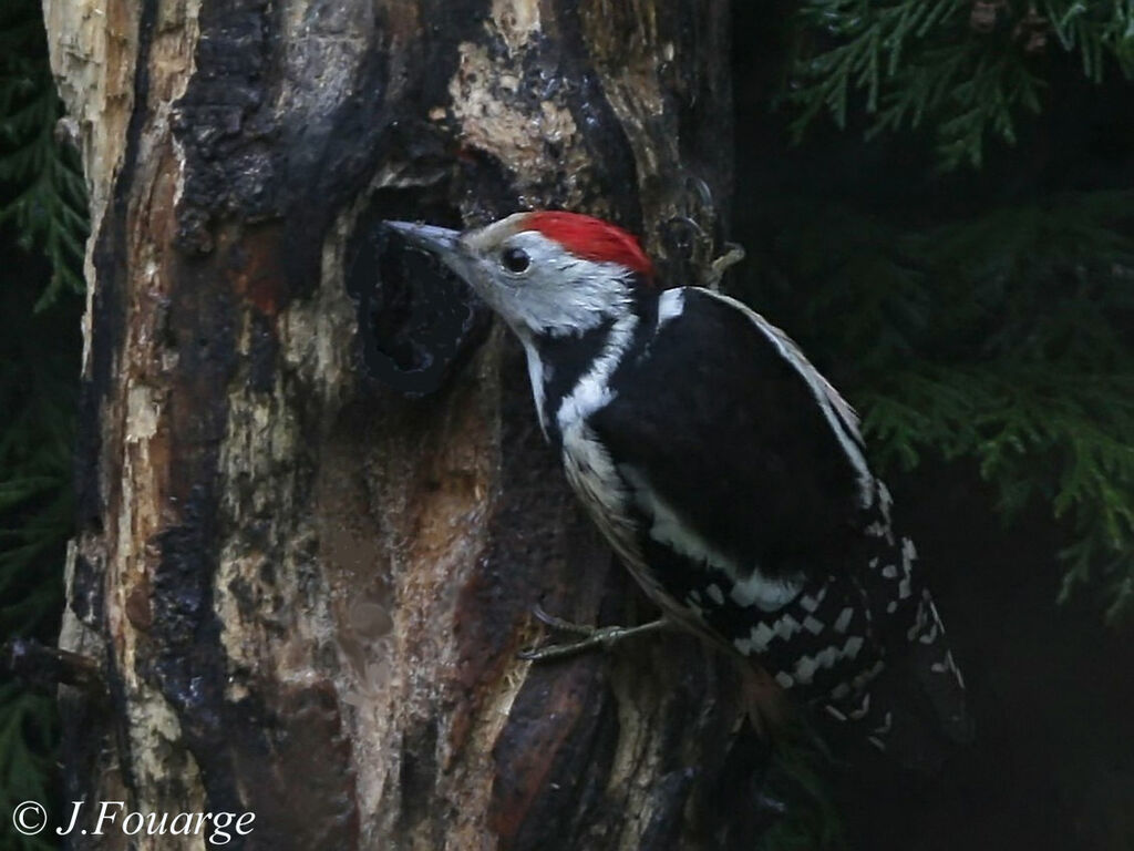 Middle Spotted Woodpecker