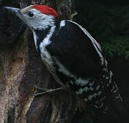 Middle Spotted Woodpecker