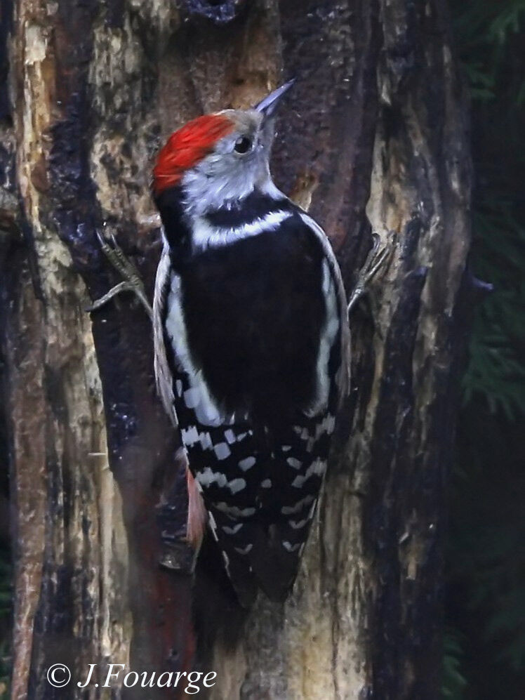 Middle Spotted Woodpecker