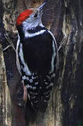 Middle Spotted Woodpecker