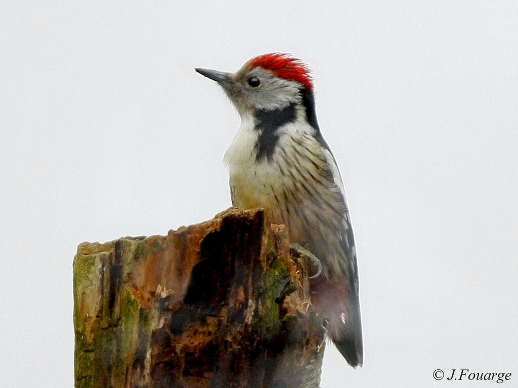 Middle Spotted Woodpecker