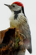 Middle Spotted Woodpecker