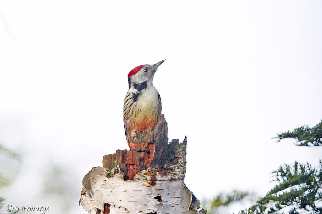 Middle Spotted Woodpecker