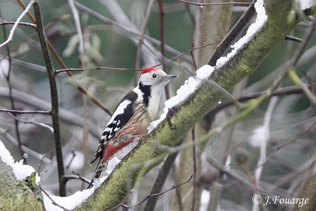 Middle Spotted Woodpecker