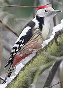 Middle Spotted Woodpecker